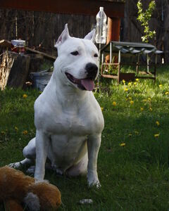 Дмитро Домашен