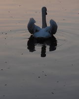 Света Гавяз