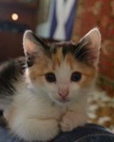 Евгений Петраченков