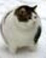 vhlamburger Zvonarev