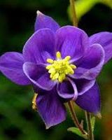 Анастасия Мельник