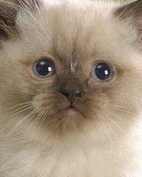 Макс Мирный