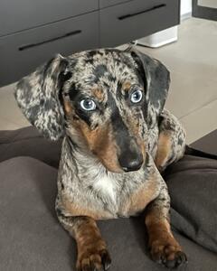 Lola Lo
