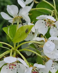 Ігор Яремченко