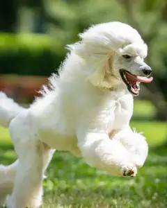 собака королівський пудель Модель