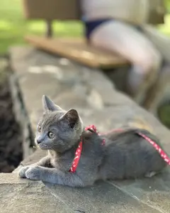 Катерина Лігінова