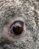 Олег Гончаренко