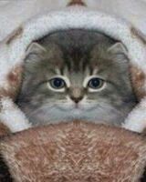 Ернест Головльов