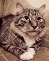 Олена Бережняк