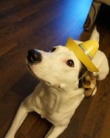 Екатерина Петрова