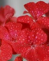 Елена Атаманчук