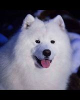 Лариса Семенюк