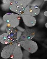 Елена Четвертак