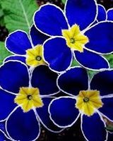 Алла Науменко