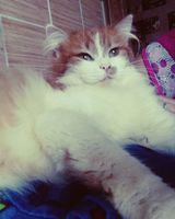 Аліна Сироветник