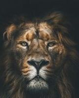 Денис Ильин