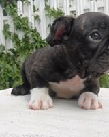 Лилия Мирейно