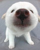 Ольга Бубнова