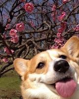 Валерия Лиховидова