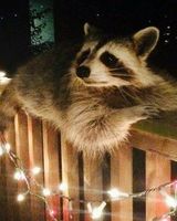 Герман Охоцкий