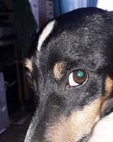 Борис Борис