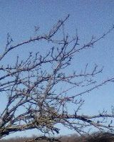 Анастасия Савченко