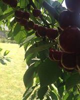 Ирина Максак