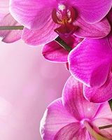 Оксана Дульская