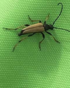 Екатерина Королевская