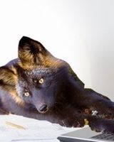 Рома Щербак