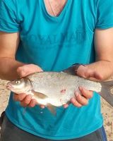 Володимир Дрига