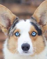 Оксана Игнатьева