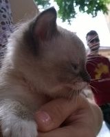 Світлана Малиш