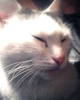 Катя Косяк