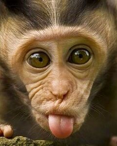 Евангелина Онидук