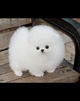 Лиза Рогулина