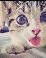 Андрей Мирошник