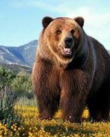 Миша Поберецкий