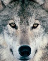 Владимир Савинский