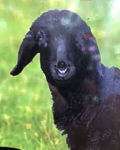 Михаил Шуфутинский