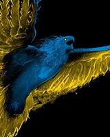 Іван Кобцев