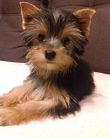 Любовь Зыкина