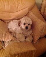 Маряна Погорецька