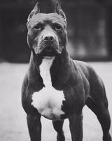 Артем Иокша