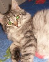 Андре Андерсон