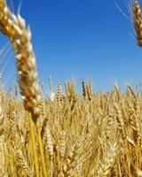 Таня Сысоева