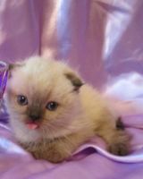 Светлана Горяинова