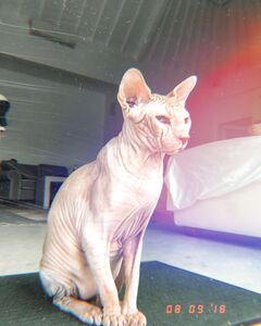 Кот Кот