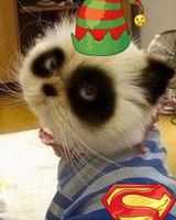 Санек Свинцов