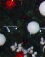 Алекс Попов